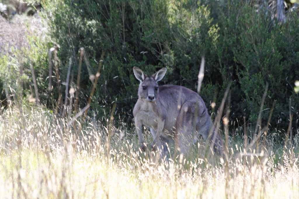 03 - Narawtapu NP (11).jpg